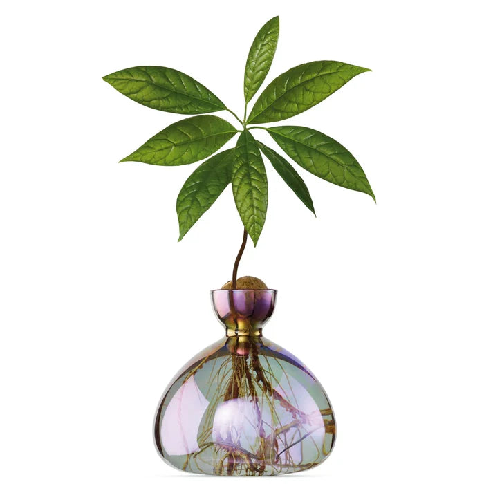AVOCADO  VASE  COSMIC  VEGA