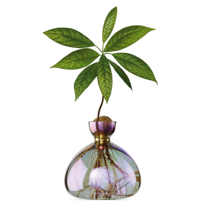 AVOCADO  VASE  COSMIC  VEGA