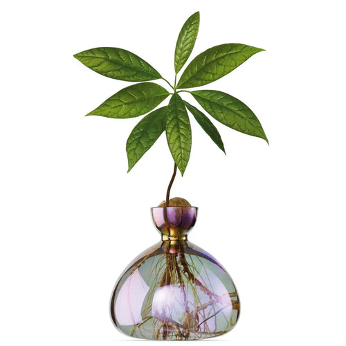 AVOCADO  VASE  COSMIC  VEGA