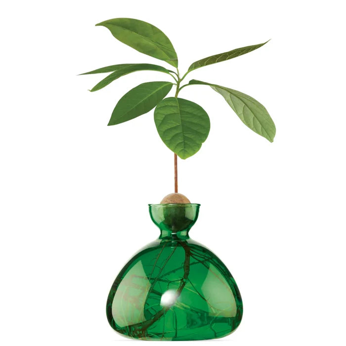 AVOCADO  VASE  EMERALD GREEN