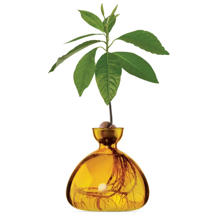 AVOCADO  VASE MELLOW YELLOW