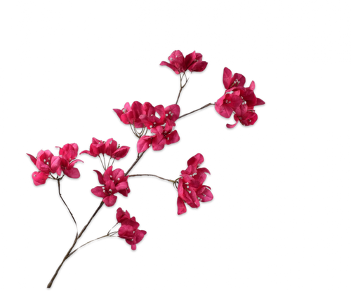 BOUGAINVILLEA SPRAY BEAUTY 120CM