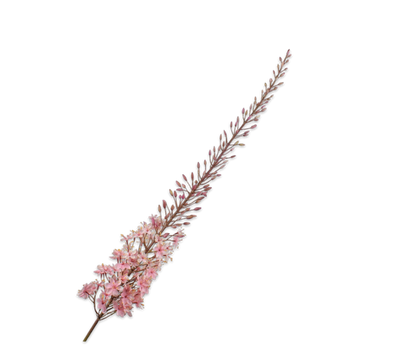 EREMURES PINK STEM 161CM