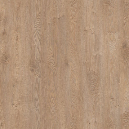 Sunlit Oak