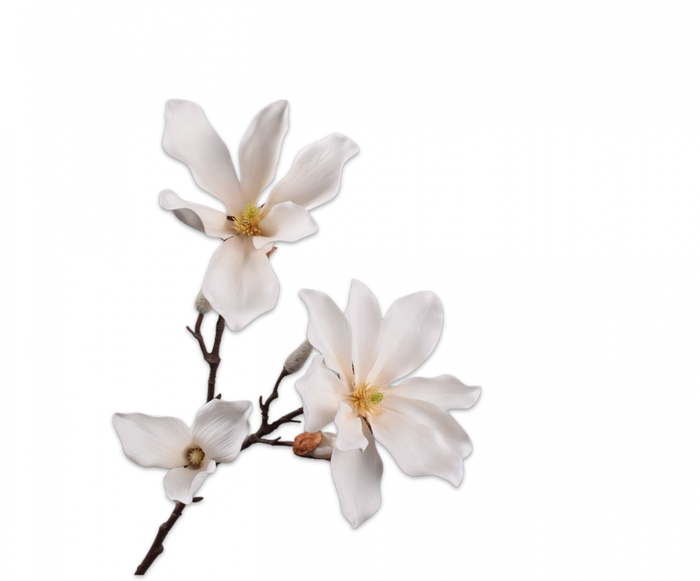 MAGNOLIA SPRAY CREAM 78CM