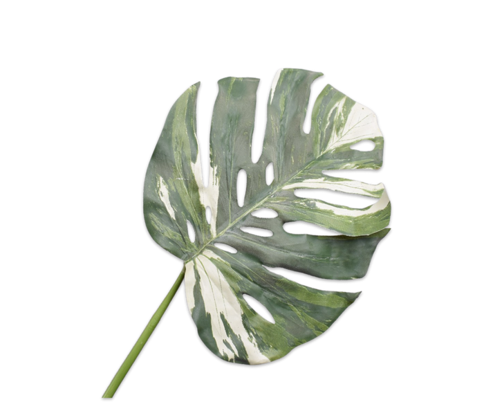MONSTERA GREEN STEM GREEN/WHITE 100CM