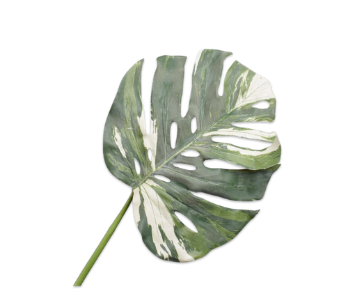 MONSTERA GREEN STEM GREEN/WHITE 100CM