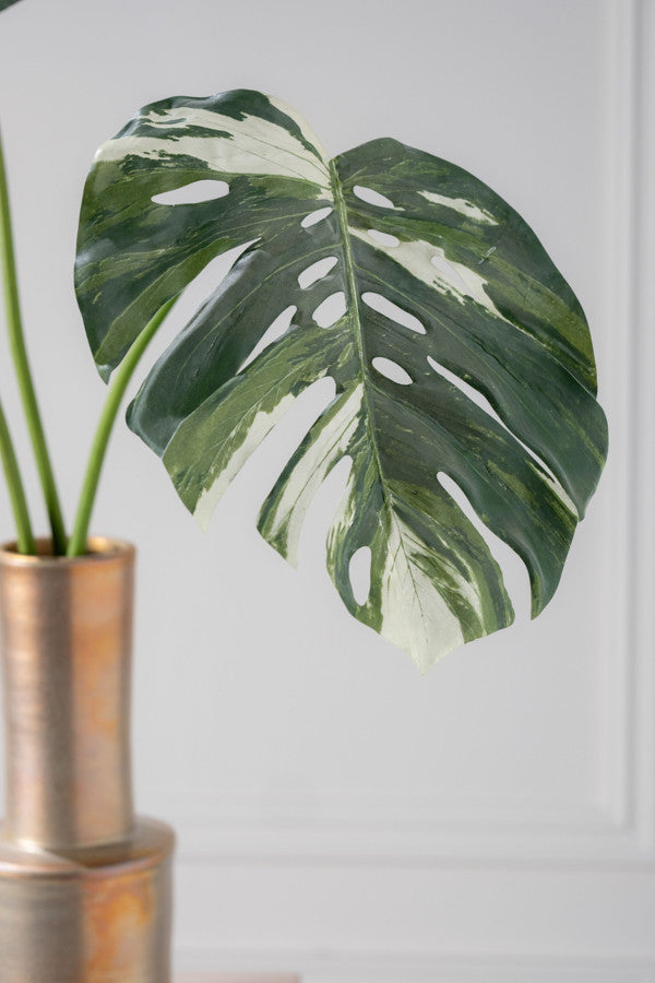 MONSTERA GREEN STEM GREEN/WHITE 100CM