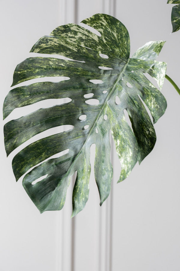 MONSTERA  GREEN STEM GREEN/WHITE 130 CM