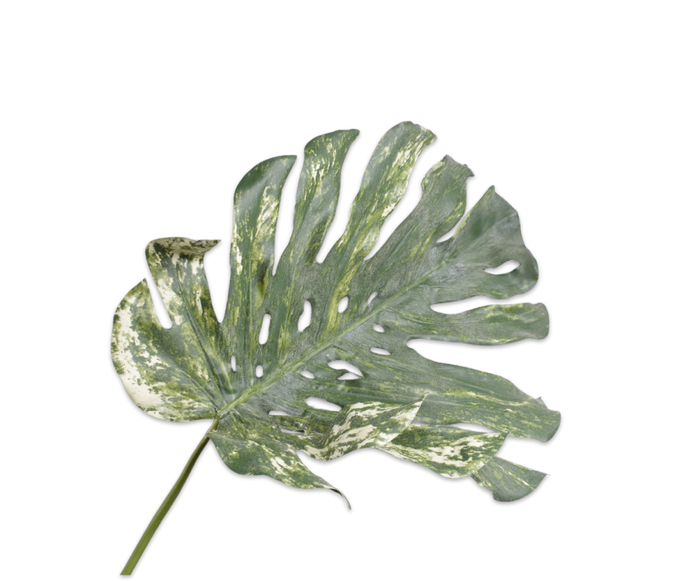 MONSTERA  GREEN STEM GREEN/WHITE 130 CM