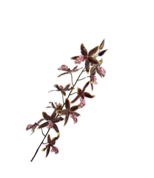 ONCIDIUM STEM GRN/BRN 109CM
