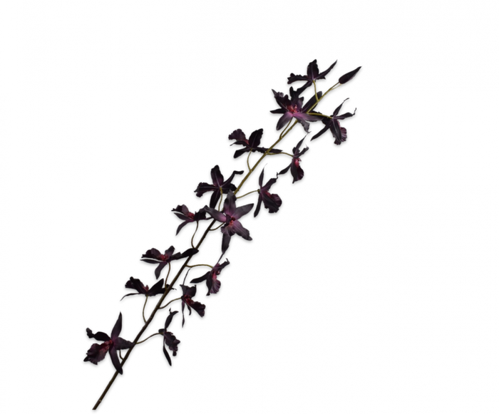 ONCIDIUM STEM PURPLE 157CM