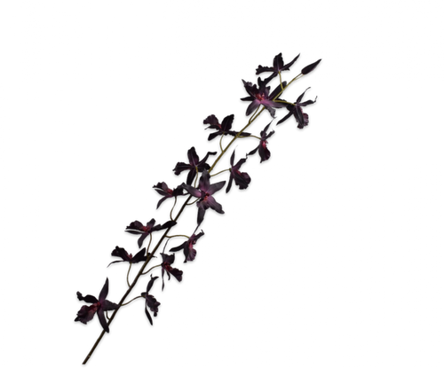 ONCIDIUM STEM PURPLE 157CM
