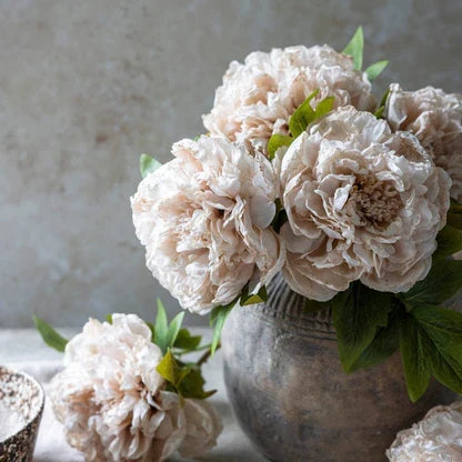 PEONY EVENING DEW