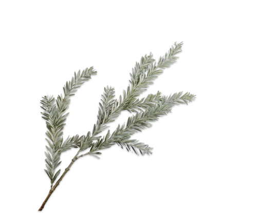 PINE SPRAY GRN LT 112CM