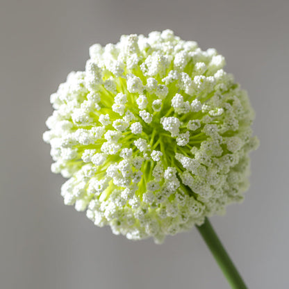 Single Allium Spray