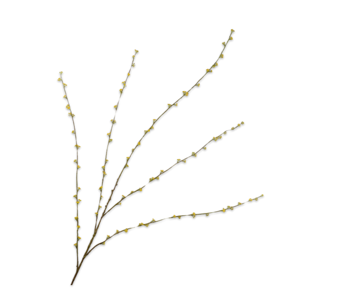 SPIRAEA YELLOW BRANCH 166CM