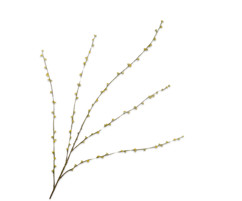 SPIRAEA YELLOW BRANCH 166CM